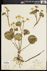 Caltha palustris image