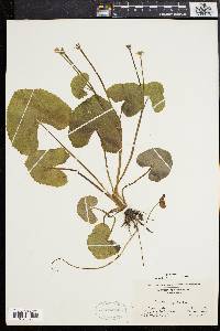 Caltha palustris image