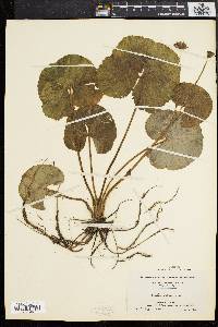 Caltha palustris image