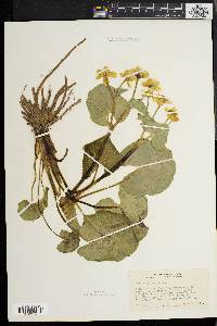 Caltha palustris image