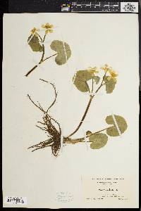 Caltha palustris image