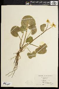 Caltha palustris image