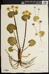 Caltha palustris image