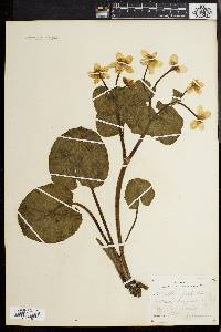 Caltha palustris image