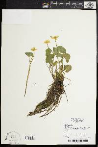 Caltha palustris image