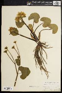 Caltha palustris image