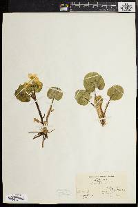 Caltha palustris image