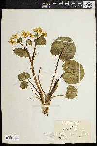 Caltha palustris image