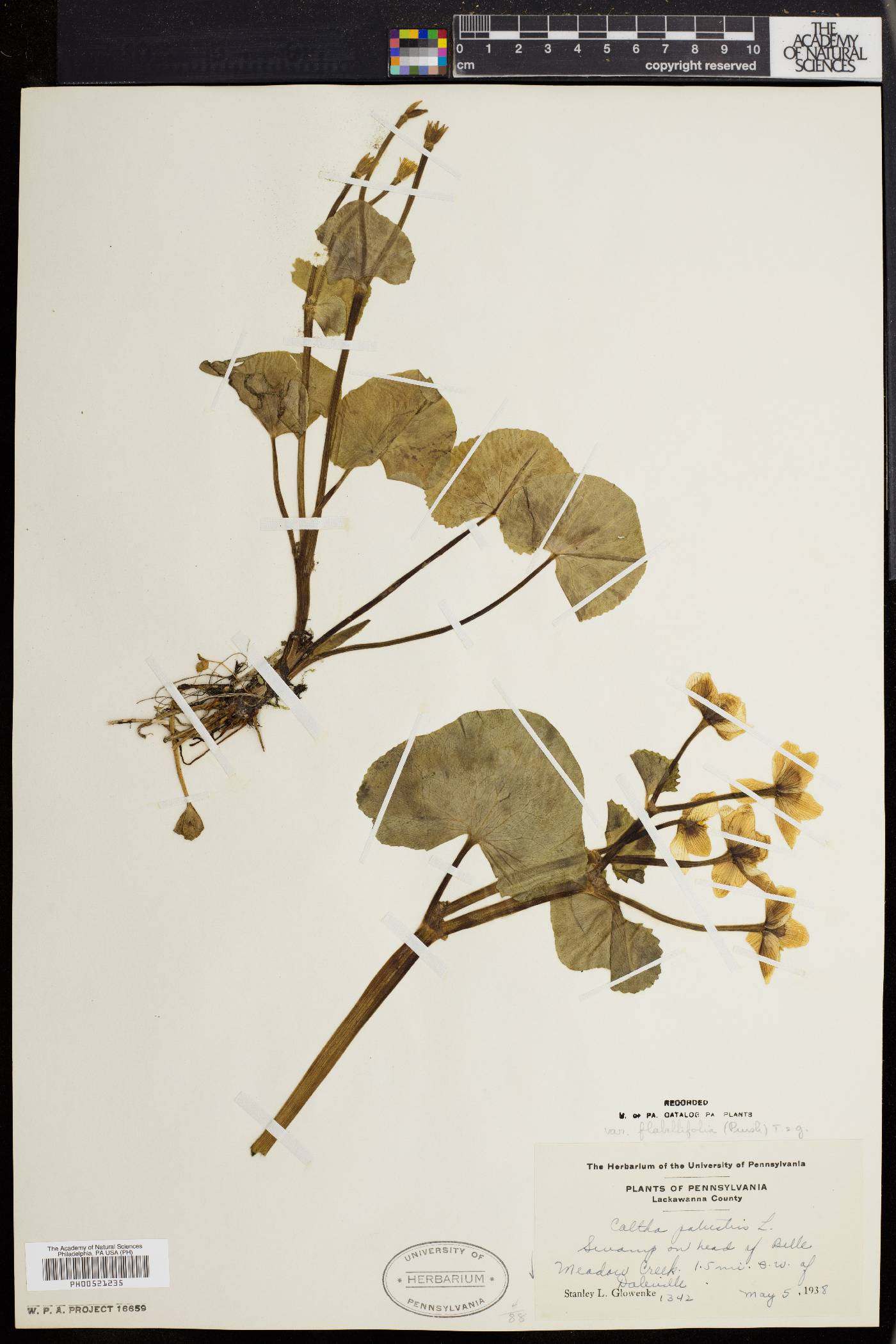 Caltha palustris var. flabellifolia image