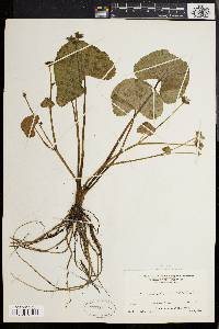 Caltha palustris var. flabellifolia image