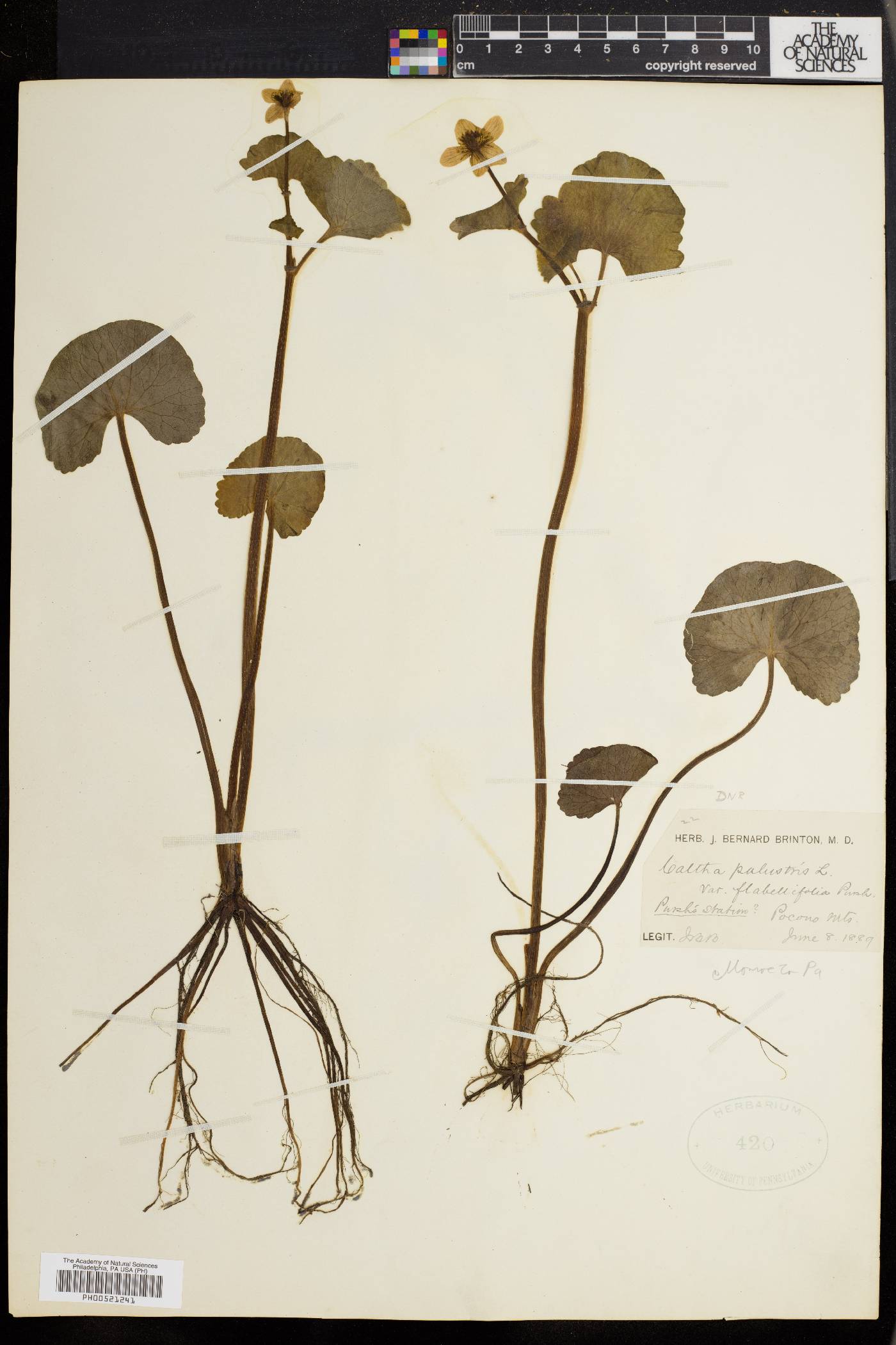 Caltha palustris var. flabellifolia image