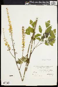 Actaea racemosa image