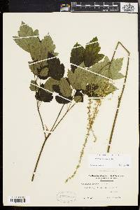 Actaea racemosa image