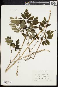 Actaea racemosa image