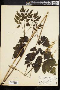 Actaea racemosa image