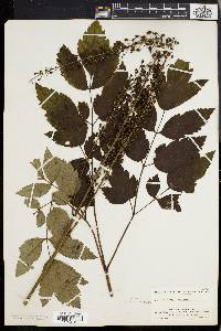 Actaea racemosa image