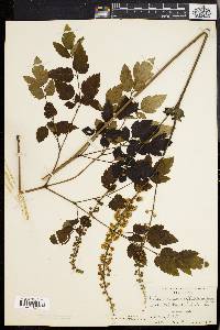 Actaea racemosa image