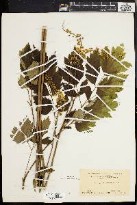 Actaea racemosa image