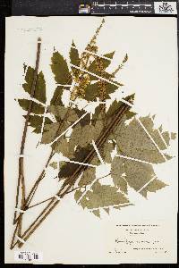 Actaea racemosa image