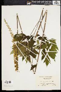 Actaea racemosa image