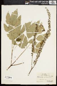 Actaea racemosa image