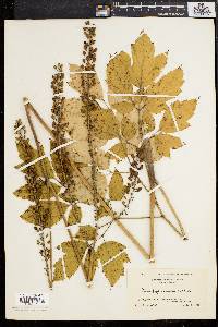 Actaea racemosa image