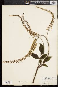 Actaea racemosa image