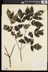 Actaea racemosa image