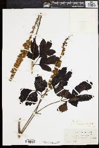 Actaea racemosa image