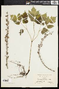 Actaea racemosa image