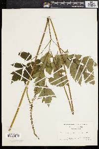 Actaea racemosa image