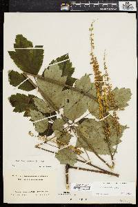 Actaea racemosa image