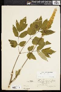 Actaea racemosa image