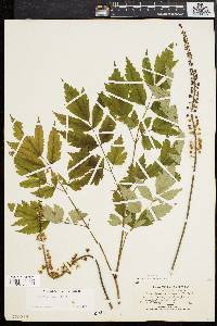 Actaea racemosa image