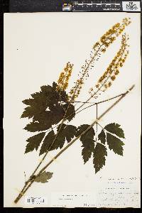 Actaea racemosa image