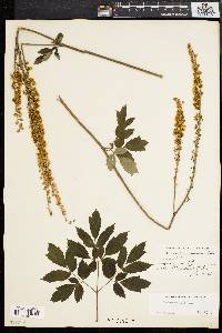 Actaea racemosa image