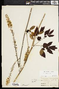 Actaea racemosa image