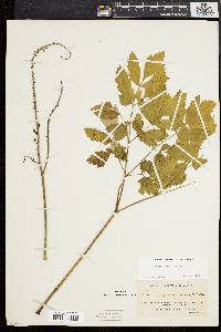 Actaea racemosa image