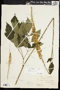 Actaea racemosa image