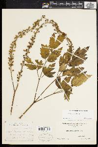 Actaea racemosa image