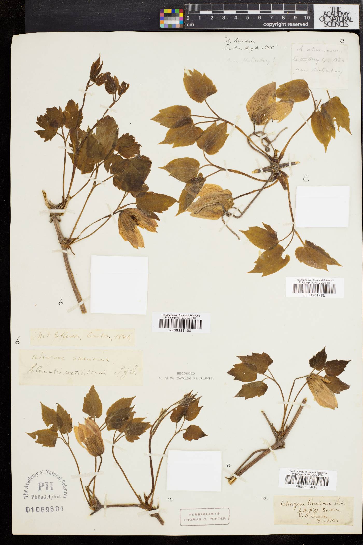Atragene image