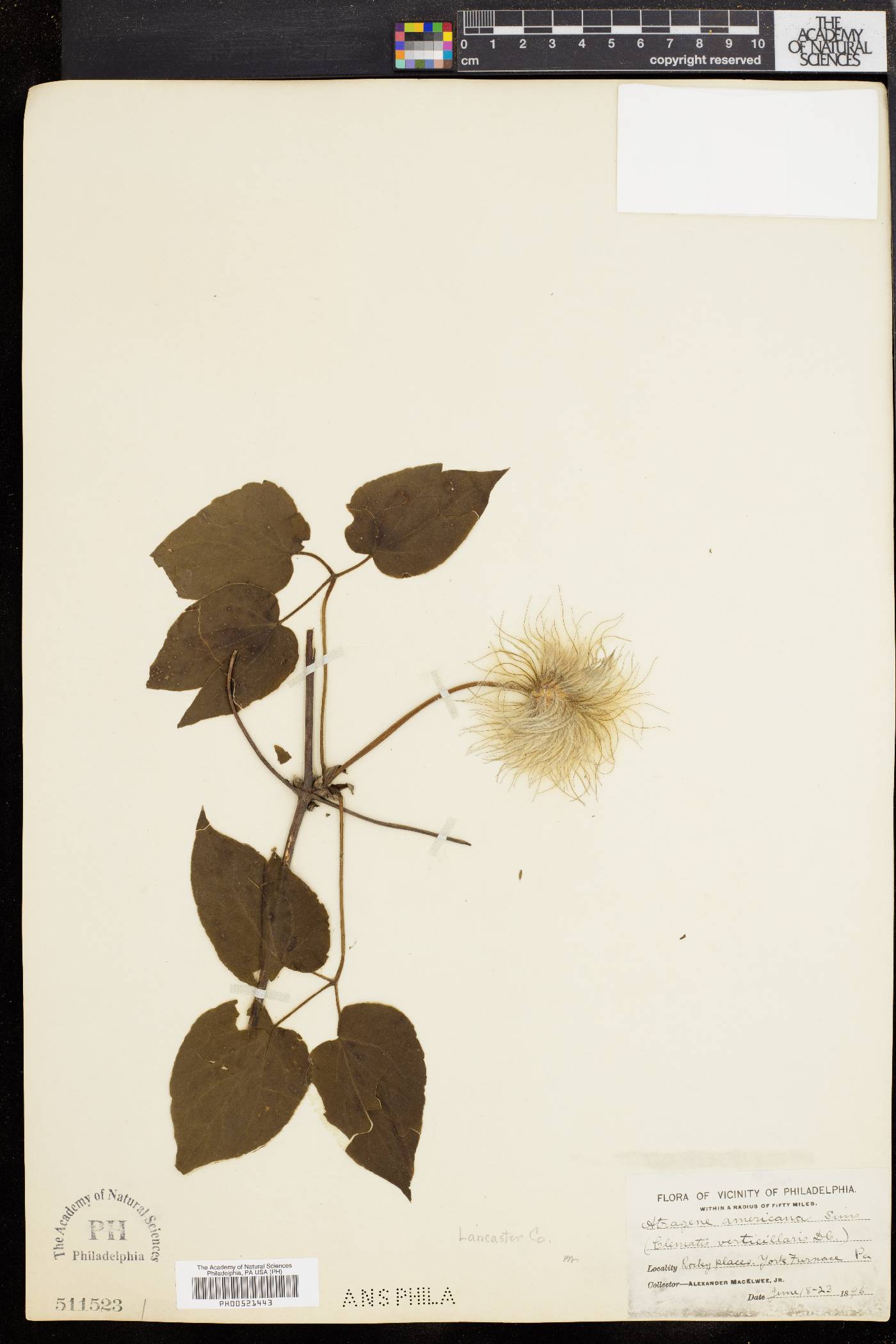 Atragene image