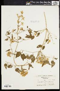 Clematis dioscoreifolia image
