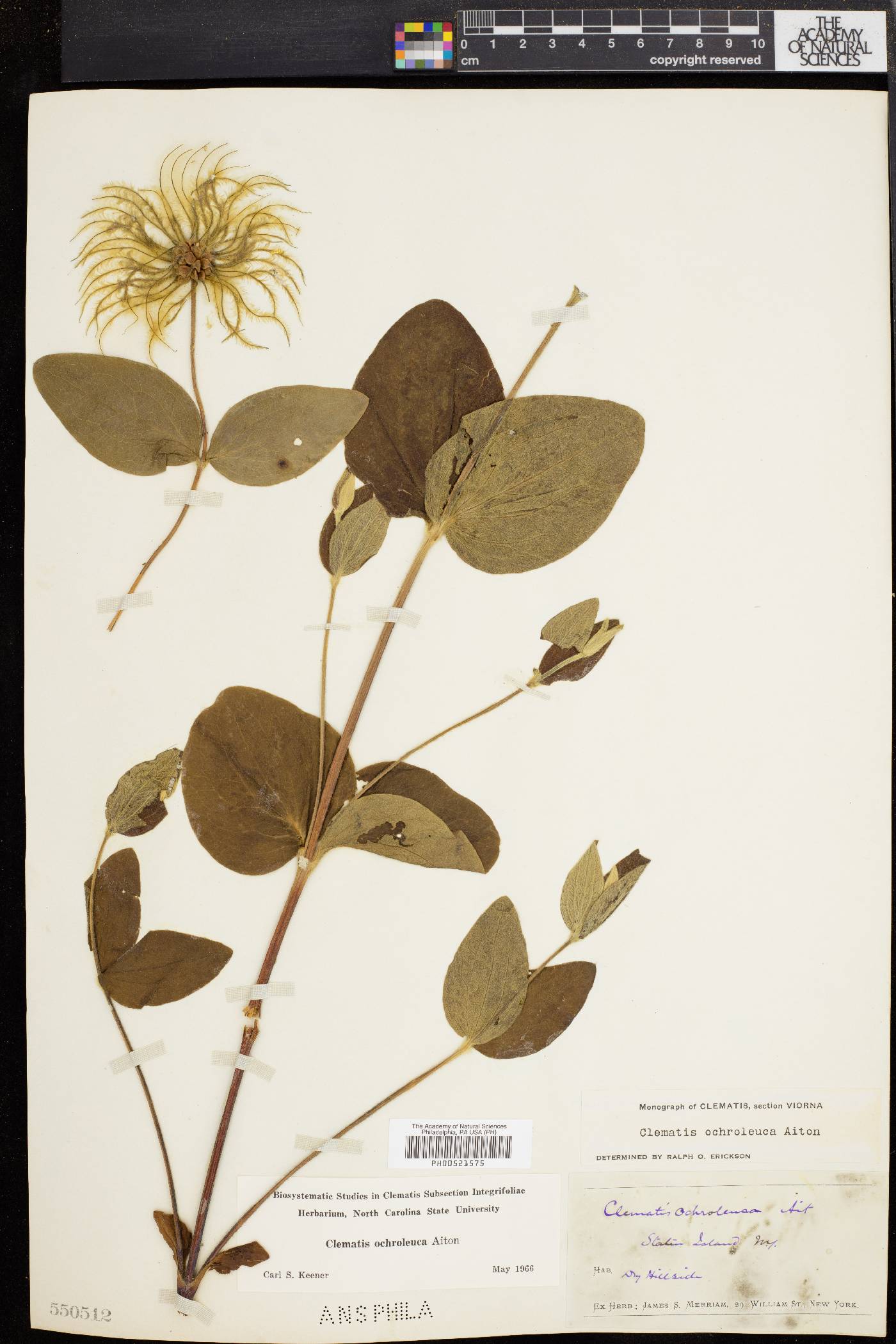 Clematis ochroleuca image