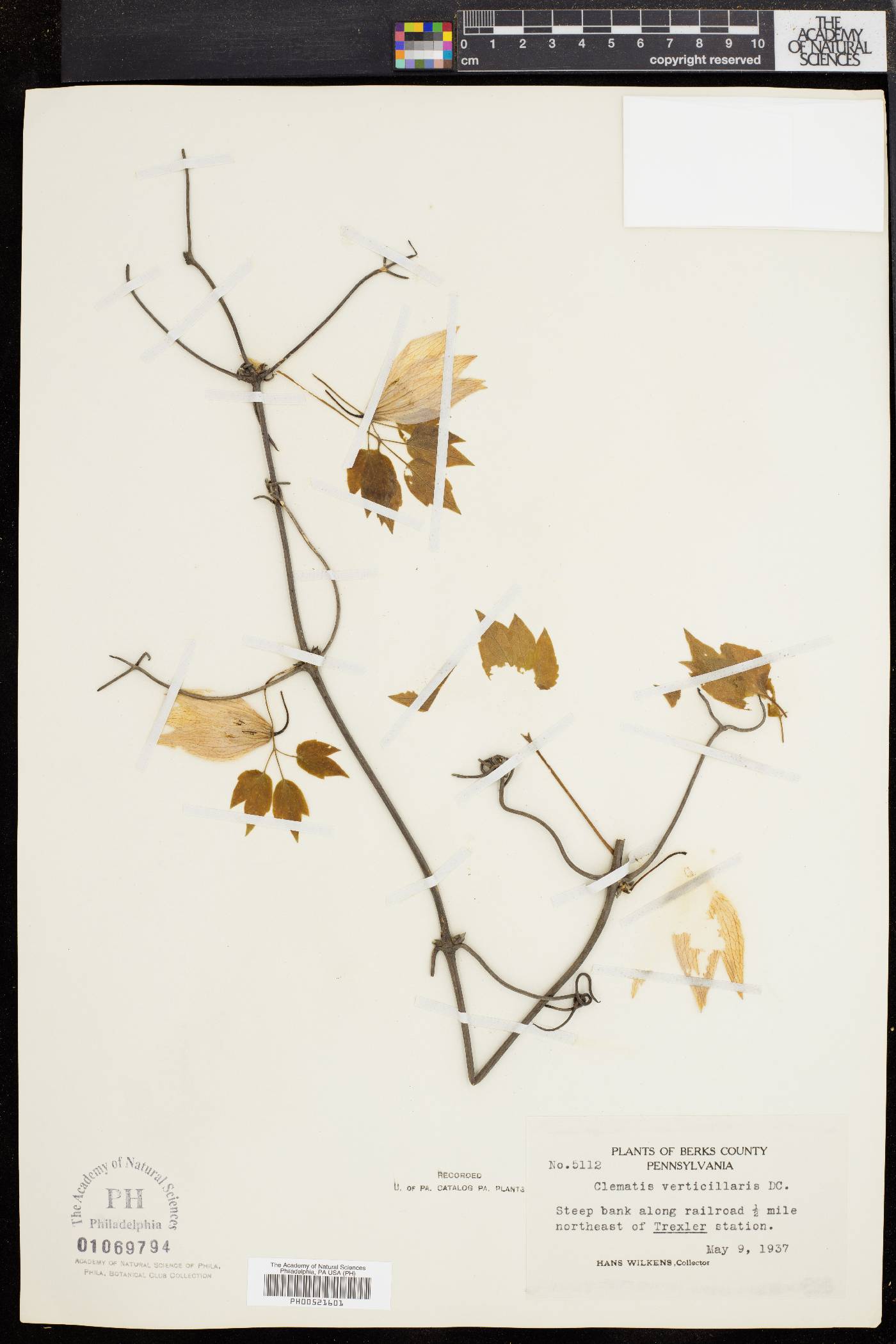Clematis verticillaris image
