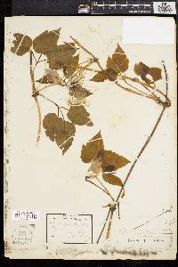 Clematis verticillaris image