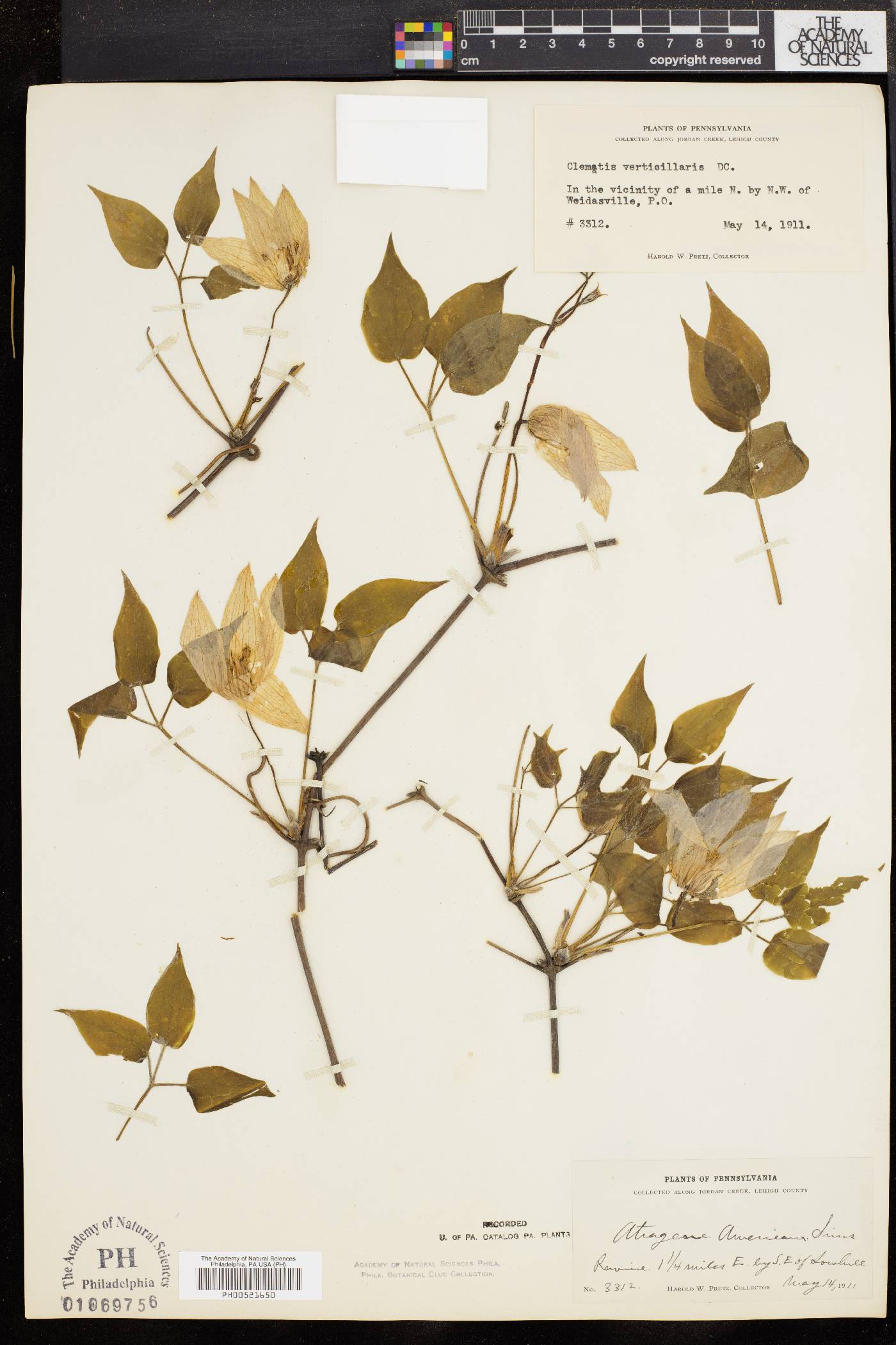 Clematis verticillaris image