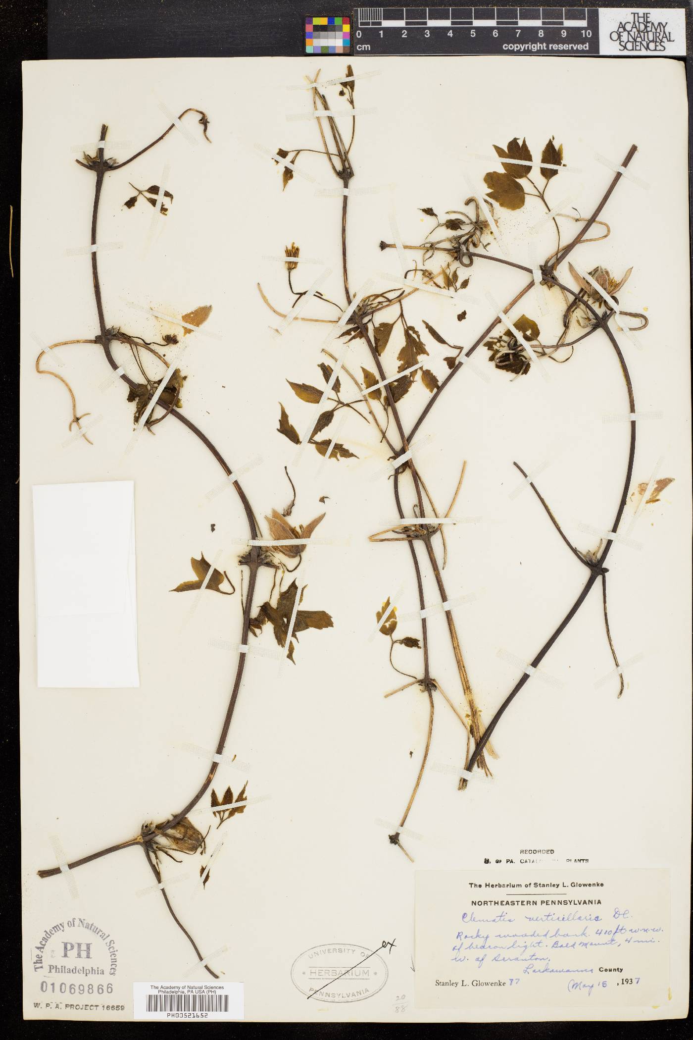 Clematis verticillaris image