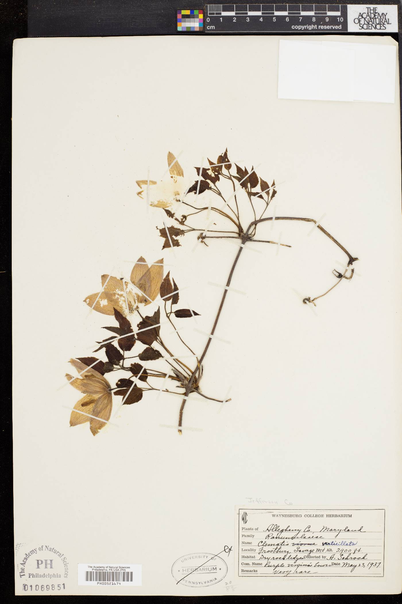 Clematis verticillaris image
