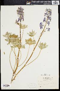 Delphinium tricorne image